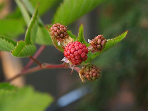How To Grow Berries In Southern California Guide Pro Tips Install