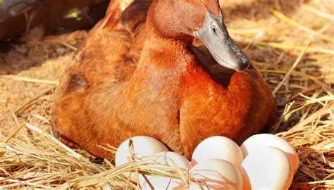 After choosing the partner, the couple starts the mating process. How Many Hours a Day Does a Duck Have to Sit on Her Eggs ...