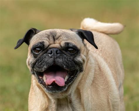 A Happy Fawn Colored Pug Named Mannix Stock Image Image Of States