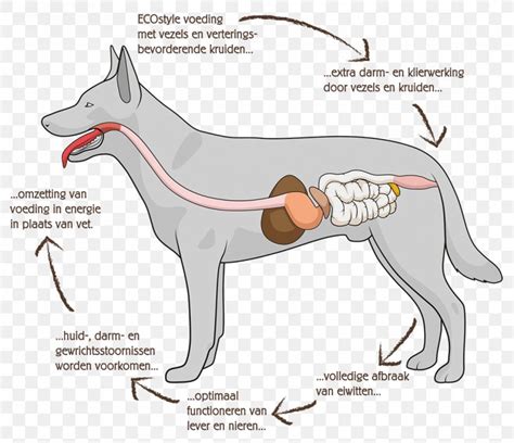 Dog Anatomy Gastrointestinal Tract Digestion Human Digestive System