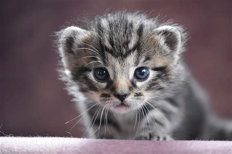 Animal Baby Cat Cute Kitten Pet Hd Wallpaper Wallpaperbetter