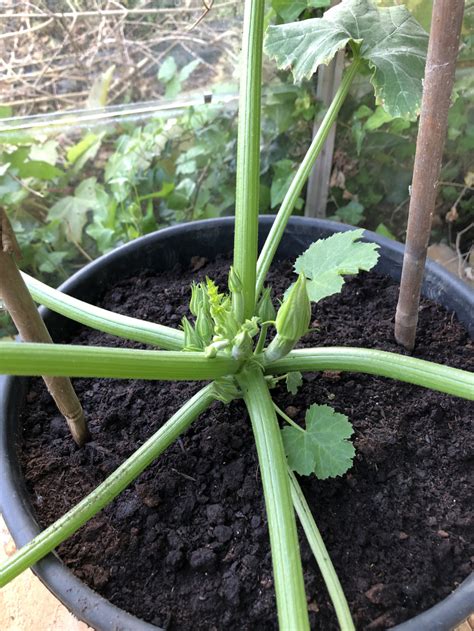 Planting Cucumbers Out — Bbc Gardeners World Magazine