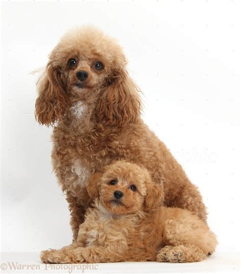 Dogs Red Toy Poodle Mother And Puppy Photo Wp38702