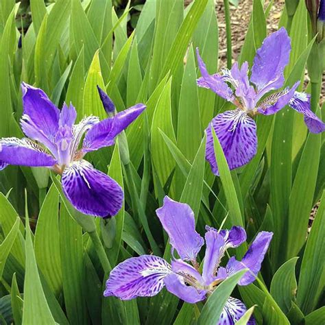 Iris Tectorum Floriana Bulbose