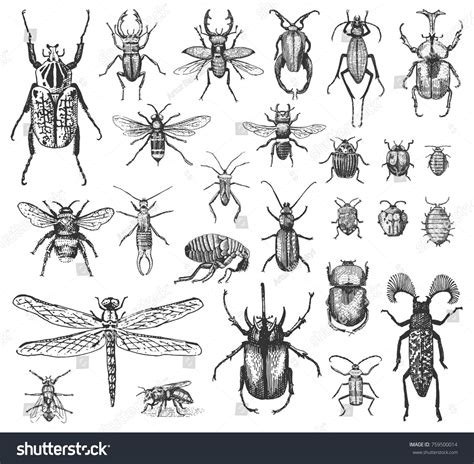 Big Set Of Insects Bugs Beetles And Bees Many Species In Vintage Old Hand Drawn Style Engraved