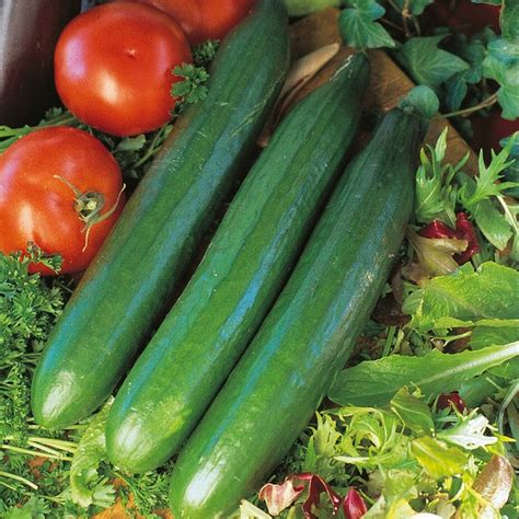 Kings Cucumber Telegraph Improved Seeds Groves Nurseries And Garden Centre