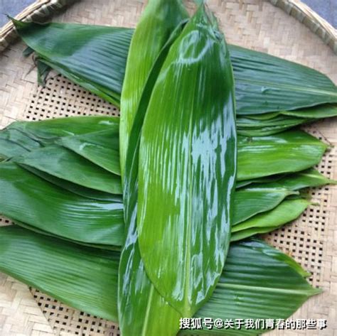 ① 放入红枣堵住粽子的底部，可有效防止不漏米。 ② 薄荷叶需要放在粽馅中间，蒸制时让香味包围整个粽子。 然后用左手拿粽体，轻轻托住椎体中下部. 端午包粽子用干粽叶还是鲜粽叶 2种区别大不懂可别乱买|端午|包粽子-美食·BAIZHI-川北在线