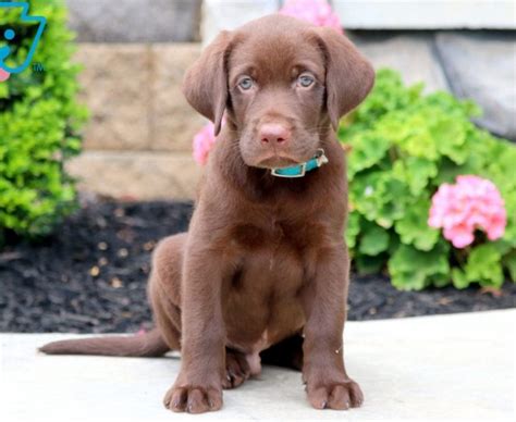 Owners must complete their portion of the paperwork and mail in the registration to the akc along. Chocolate Labrador Retriever Puppies For Sale | Puppy ...