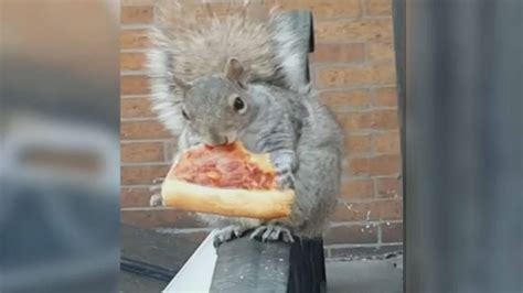 Pizza Squirrels In Queens