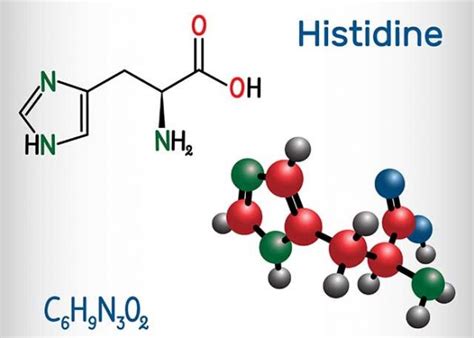 Histidine Requirements Functions Benefits And Best Food Sources