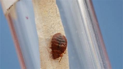 bed bugs shut  summit county welfare office