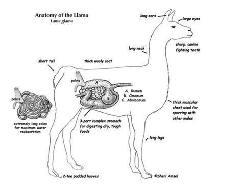 Milk production from camels is mainly practiced in camel milk production from intensive systems has started to become a reality, and has shown promising results. Natural Selection and Evolution of Animal - Information on ...