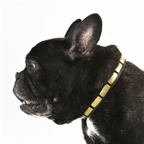 How to choose the right one and what to look for when buying these essential items? French Bulldog Leather Collars of Awesome Design - £28.00