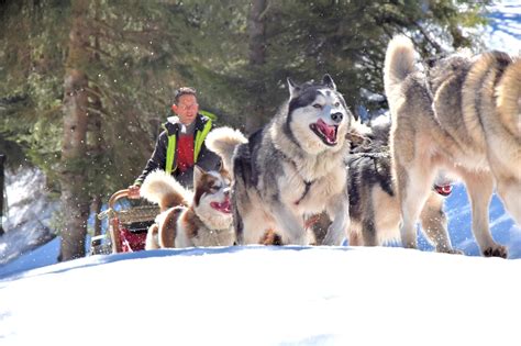 Chiens de traineaux france le montlo m.v vacances nouvelles vivrance maurienne tourisme raids traineaux gex chiens de traineaux mézenc pulsions balade, Chien De Traineaux Schnepfenried : Manouk Evasion Balade En Chiens De Traineau Comivi : Des ...