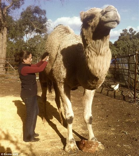 Can be obtained through quest your best friend in the desert. Are these the most pampered pets in the country? Meet the ...