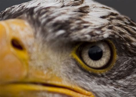 Eagle Eye A Close Up Of A Juvenile Bald Eagle Davpic Flickr