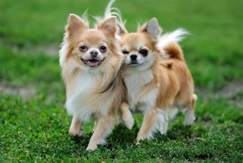 Chihuahua A Pelo Lungo Guida Completa Alla Razza All Things Dogs