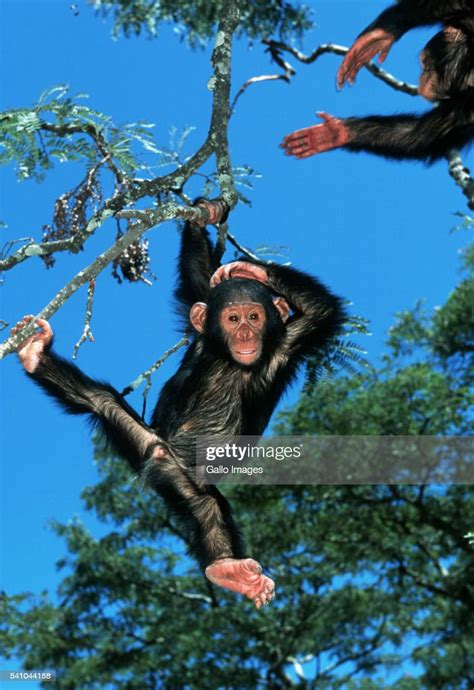 Young Chimpanzee Swinging From Tree High Res Stock Photo Getty Images