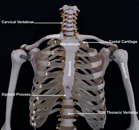Anatomy Of The Sternum Facty Health