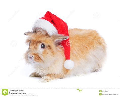 Photo Of Cute Rabbit In A Santa Hat Stock Image Image