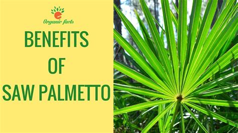 Best Top Health Benefits Of Saw Palmetto Benefits Of Saw Palmetto