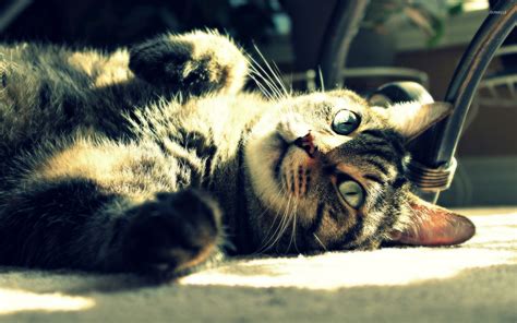 Cat Lying In The Light Wallpaper Animal Wallpapers 53341