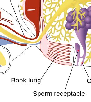 Book Lungs Are Present In - BOKORIs