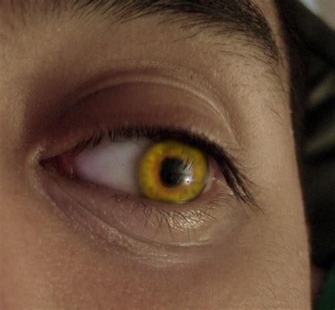 Yellow Eye Flickr Photo Sharing