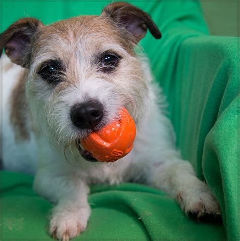 The jack russell is a sturdy, tough terrier, very much on its toes all the time. Shelter Dogs of Portland: "COLUMBUS" Jack Russell Terrier ...