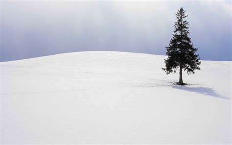 Lone Tree Winter Mac Wallpaper Download Allmacwallpaper