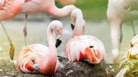 Flamingos Lay First Eggs In 15 Years Because Of The Heat