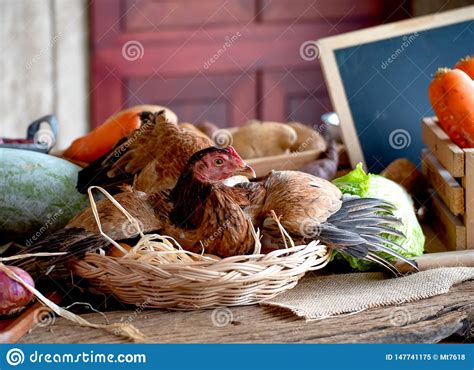 hen in basket with eggs among the various types of vegetable on table in the kitchen stock image