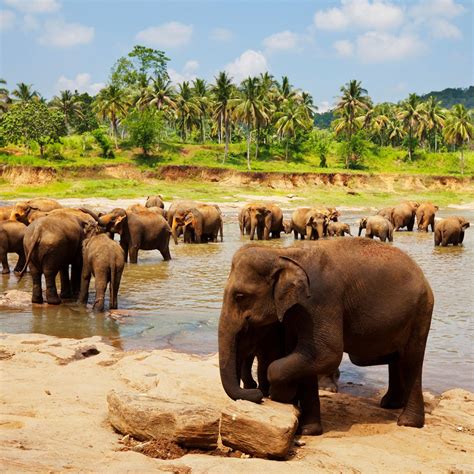 12 Amazing Animals To See In Sri Lanka Fodors Travel Guide