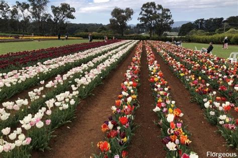 50 Tulip Types And Varieties Divisions And Classifications Florgeous