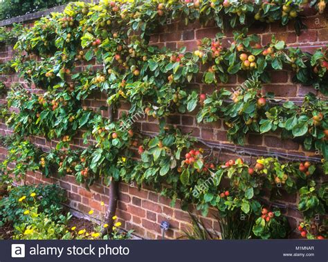 Two varieties are required for successful pollination; Espalier espaliered apple tree bearing copious fruit in ...
