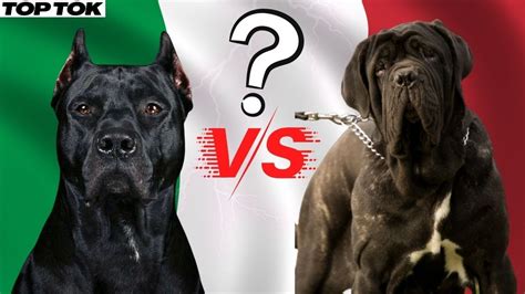 Cane Corso Vs Mastino Napoletano Youtube