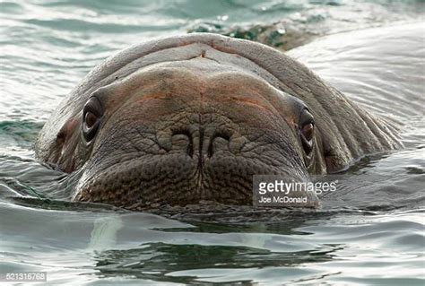 Funny Walrus Photos And Premium High Res Pictures Getty Images