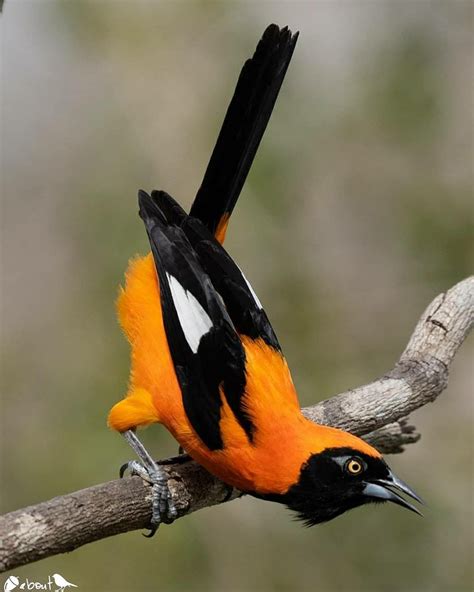 Orange Backed Troupial Bird Photography Birds Beautiful Birds