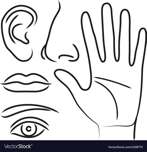 Sensory Organs Hand Nose Ear Mouth And Eye Vector Image