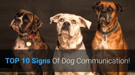 🐕 Top 10 Signs Of Dog Communication Dog Body Language Explained