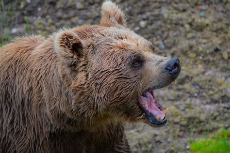 Grizzly Bear Roars At The Forest Photo Free Animal Image On Unsplash