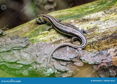 Lined Skink Stock Photo Image Of Rattlesnake Lizard 80205826