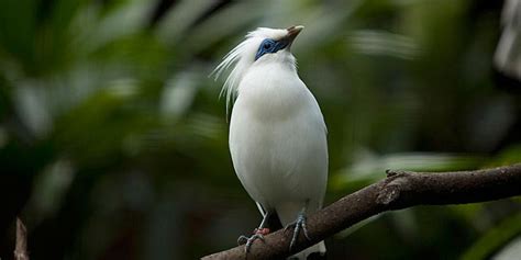 12 Jenis Burung Khas Indonesia Yang Eksotis Dan Dilindungi Pintarpet