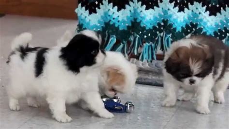I have two eight week old japenese chin males for sale. Japanese Chin Puppies for Sale - YouTube