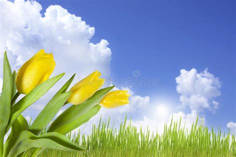 Landscape Of Spring Flowers On Blue Sky Stock Images