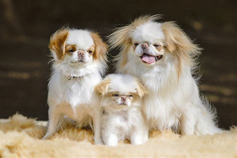 Japanese Chin Dog Breed History And Some Interesting Facts