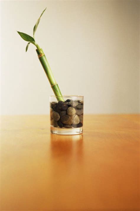 Maybe you would like to learn more about one of these? How to Grow Bamboo Plants in Water | Hunker | Lucky bamboo ...