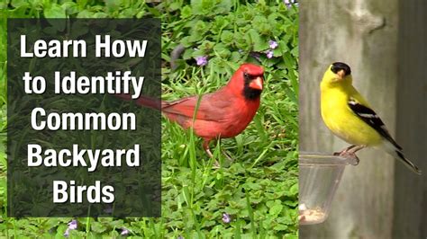 Learn How To Identify Common Backyard Birds Youtube