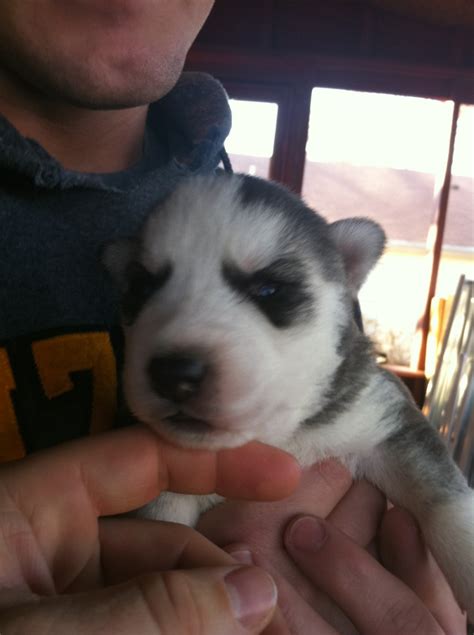 Puppies open their eyes for the first time. My Husky Puppies: Day 14: Eyes are opening!