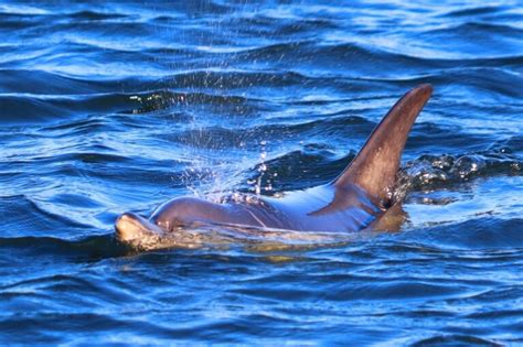Se Flotte Billeder Og Video Af Delfin I Sundby Kunmors